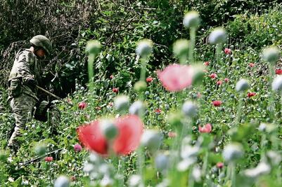 Destruyen 19 mil plantas de amapola en Jalisco