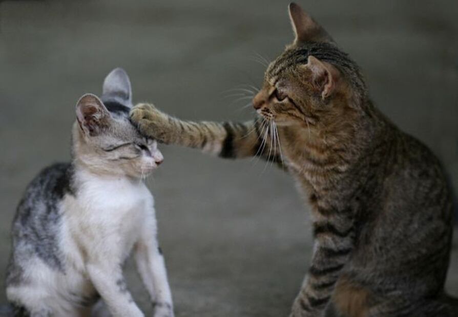 Implementar medidas preventivas puede ayudar a reducir la frecuencia y la gravedad de estos conflictos entre gatos. Fuente: Freepik.