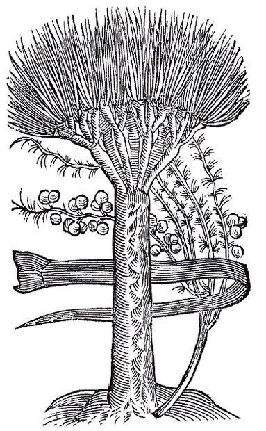 Árbol de “sangre de dragón”, xilografía
del siglo XVII. Foto: Especial