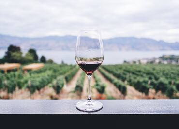 Descubre los grandes vinos de Uruguay