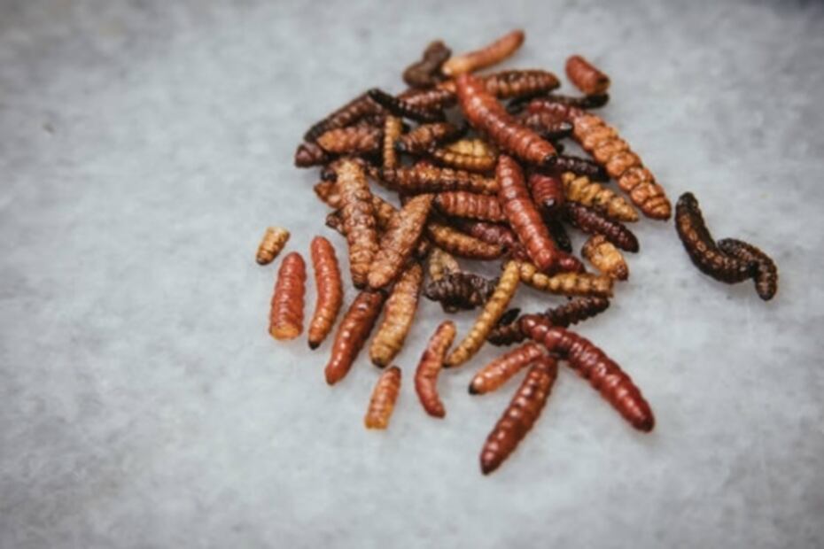 Impartirán taller para aprender a hacer tamales con insectos