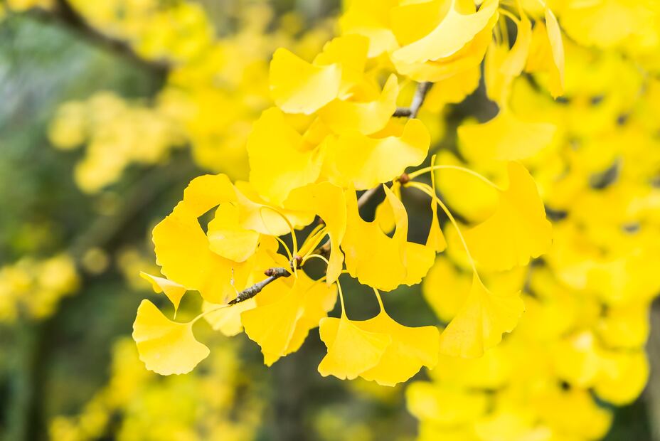 El ginkgo biloba es un árbol conocido como "fósil viviente" por sus usos en medicina tradicional. Foto: Freepik
