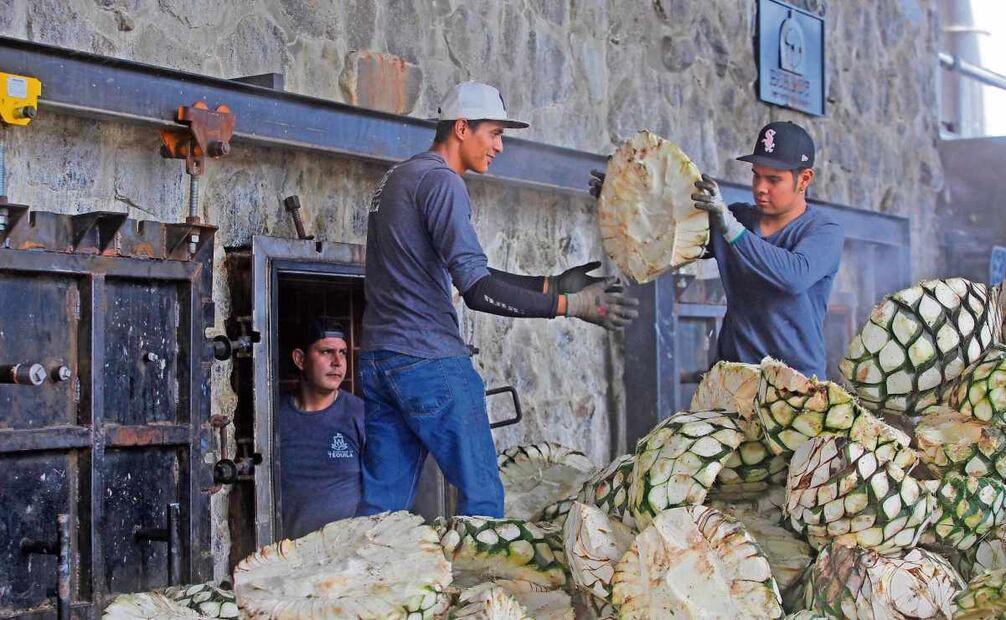 La producción de agave espera recuperarse con la regulación de los precios. Foto: Raúl Torres y Miguel García / EL UNIVERSAL
