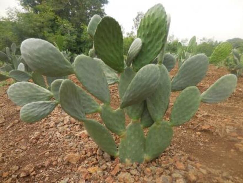 Mexicano combate hambre con nopal en África