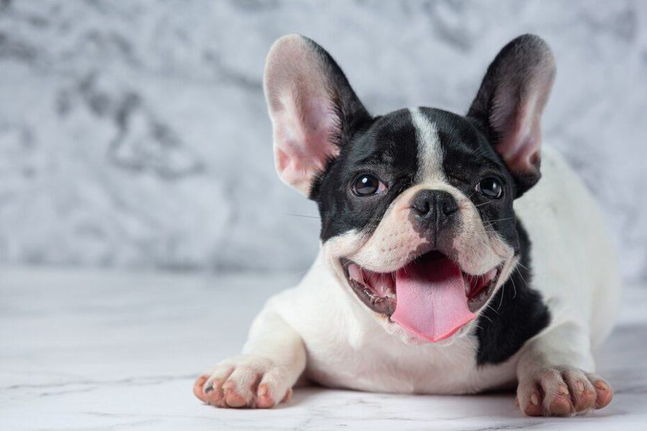 Razas de perros que requieren compañía constante. Fuente: Freepik.