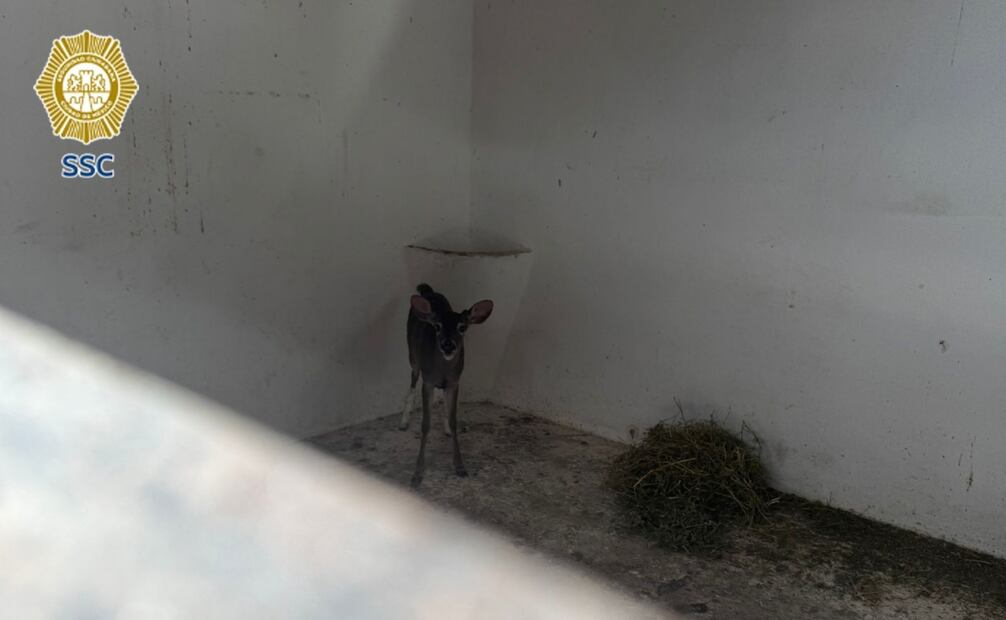 Los elementos de la Brigada de Vigilancia Animal informaron que se trata de un ciervo de aproximadamente un año de edad.
Foto: Especial.