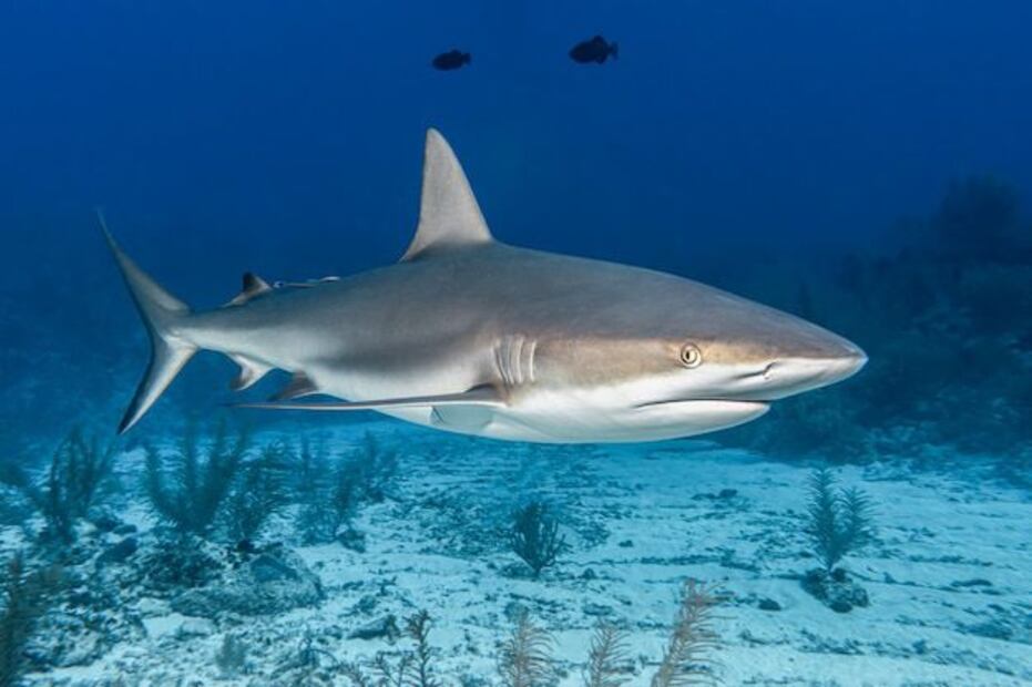 Los tiburones enfrentan numerosas amenazas que pueden acortar su vida. Fuente: Freepik.