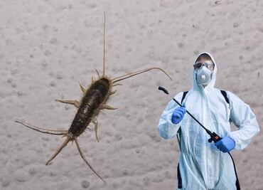 Temporada de lluvias: el ambiente perfecto para los pececillos de plata; ¿cómo combatirlos?