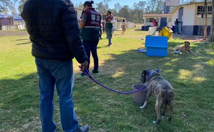 Infractores prefieren trabajo comunitario a pagar multas en CDMX