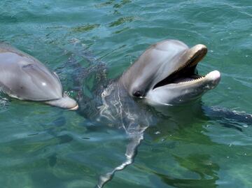 Investigan causas de muerte de más de 270 delfines en Golfo de México