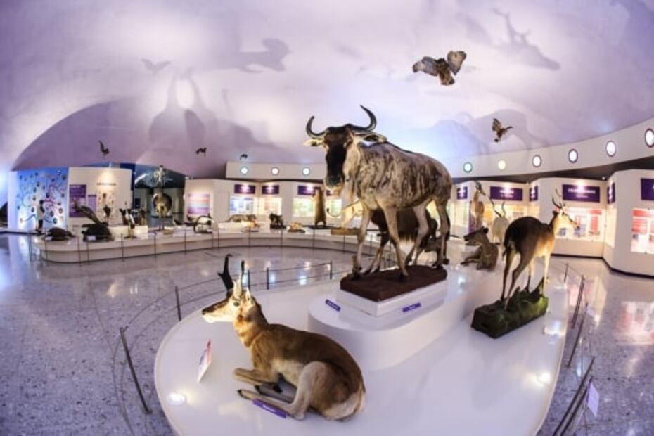 7 actividades para disfrutar en la Noche de Museos virtual 