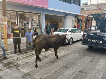 VIDEO 21 toros escapan de su corral e invaden carretera Lechería-Texcoco, Edomex; autoridades logran capturarlos