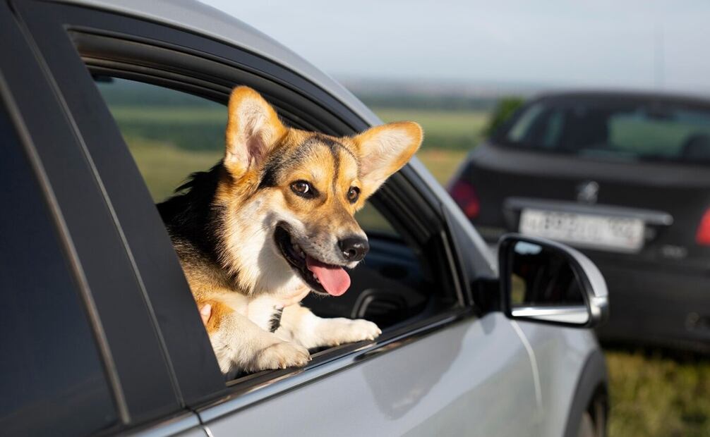 Perro. Foto: Freepik