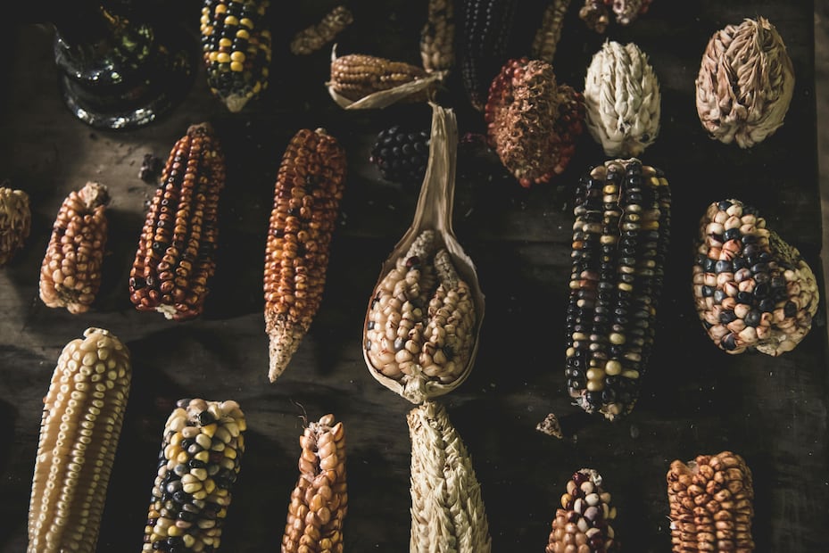 El maíz cacahuazintle forma parte de las más de 60 razas nativas registradas en México. Foto: Pexels