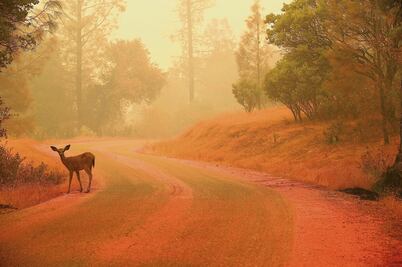 Por incendios, declaran emergencia en California