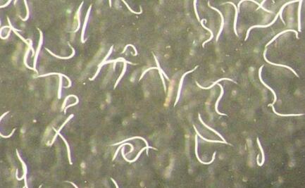 Descubren gusano nematodo invisible capaz de controlar plagas en cultivos cálidos