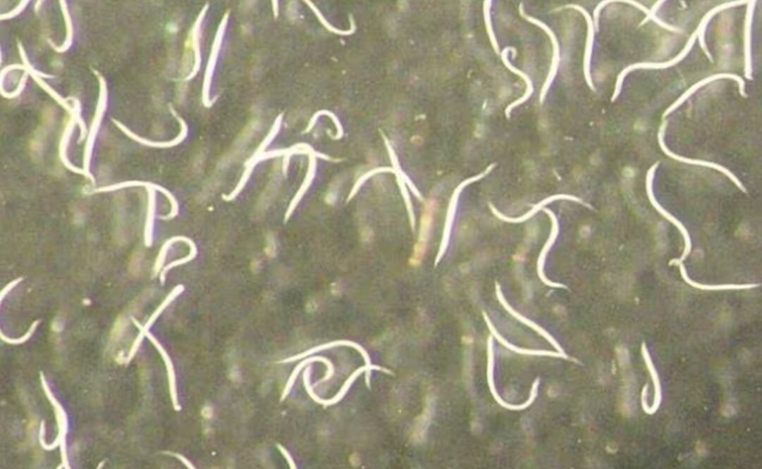 Mirada de cerca a la nueva especie de nematodo, Steinernema adamsi. Foto: ADLER DILLMAN / UCR (Sebastian Carrasco).