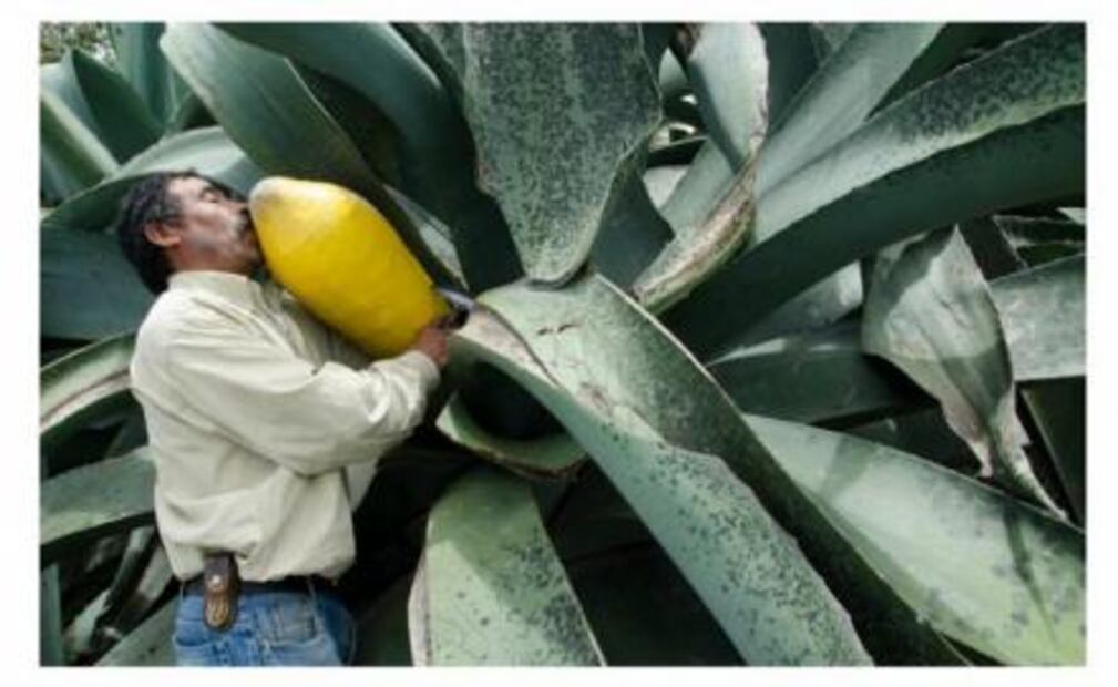 Pulcaletas: la bebida de los dioses hecha paleta 
