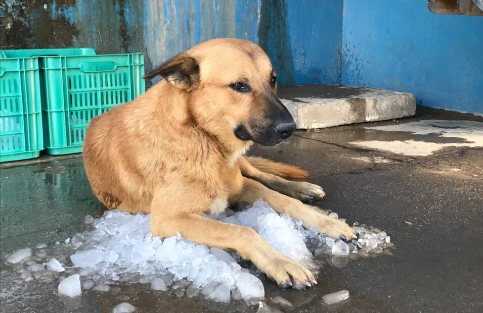¡Qué calor! Un perrito se refresca encima de hielo quebrado Foto: Javier Escobar/ EL UNIVERSAL