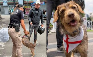 Devuelven al perrito "Haaland" a su dueño durante jornada de adopción; llevaba meses perdido