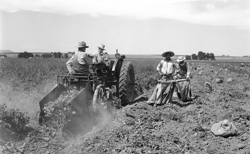 Cosecha de papa en Oregón, labor que no se habría completado sin los mexicanos, según señaló el archivo de OSU. Foto: OSU/Wikimedia Commons.