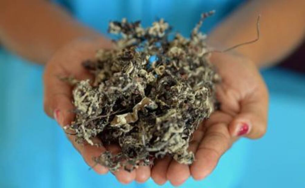 ¿Qué es el sargazo y por qué puede causar un desastre ecológico?