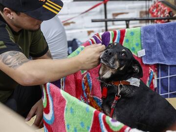 Luchan por salvar animales atrapados por inundaciones al sur de Brasil