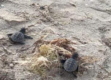 Yucatán se prepara para la llegada de tortugas; buscan cuidado y protección de la especie