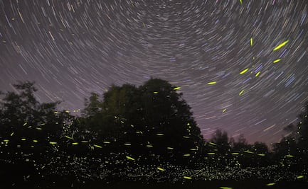 Se arma el campamento en Milpa Alta para ver luciérnagas