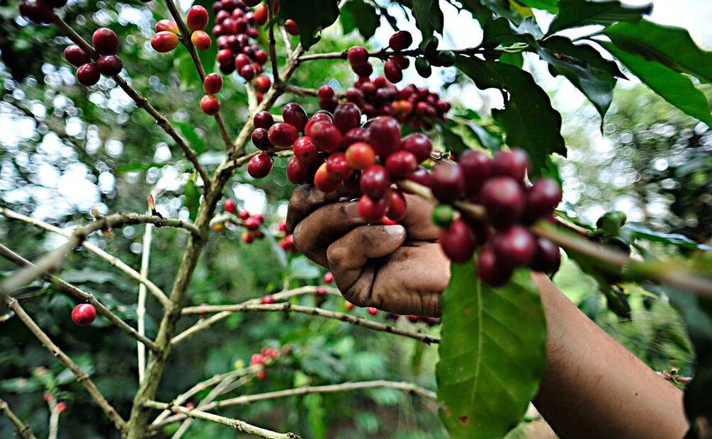 Café de Comala. Foto: cortesía