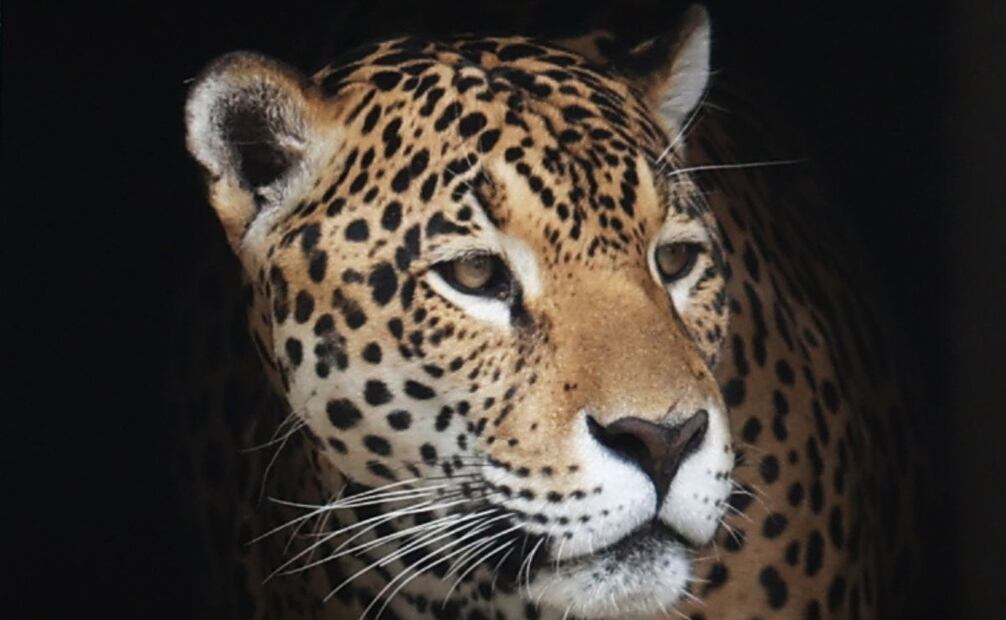 Un informe de WWF revela que los 15 Paisajes Prioritarios para el Jaguar, ubicados en 14 países, generan entre 1.5 y 4 billones de dólares anuales en servicios ecosistémicos. Foto: EFE