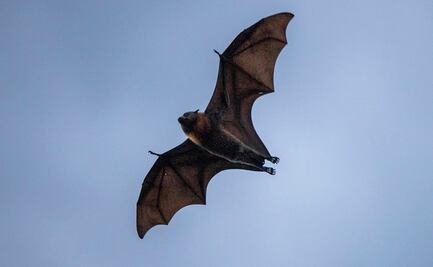 Murciélagos o alimentos congelados: las hipótesis que maneja la OMS sobre origen del Covid-19