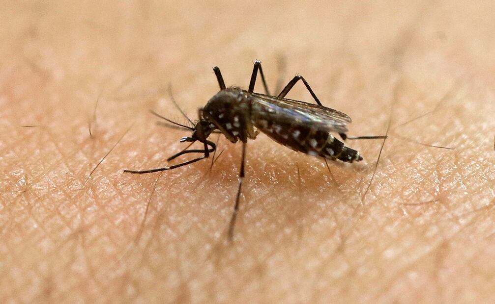 Se transmite mediante picaduras de la misma clase de mosquitos que pueden propagar otras enfermedades tropicales, como el dengue, el chikungunya y la fiebre amarilla. Foto: AP
