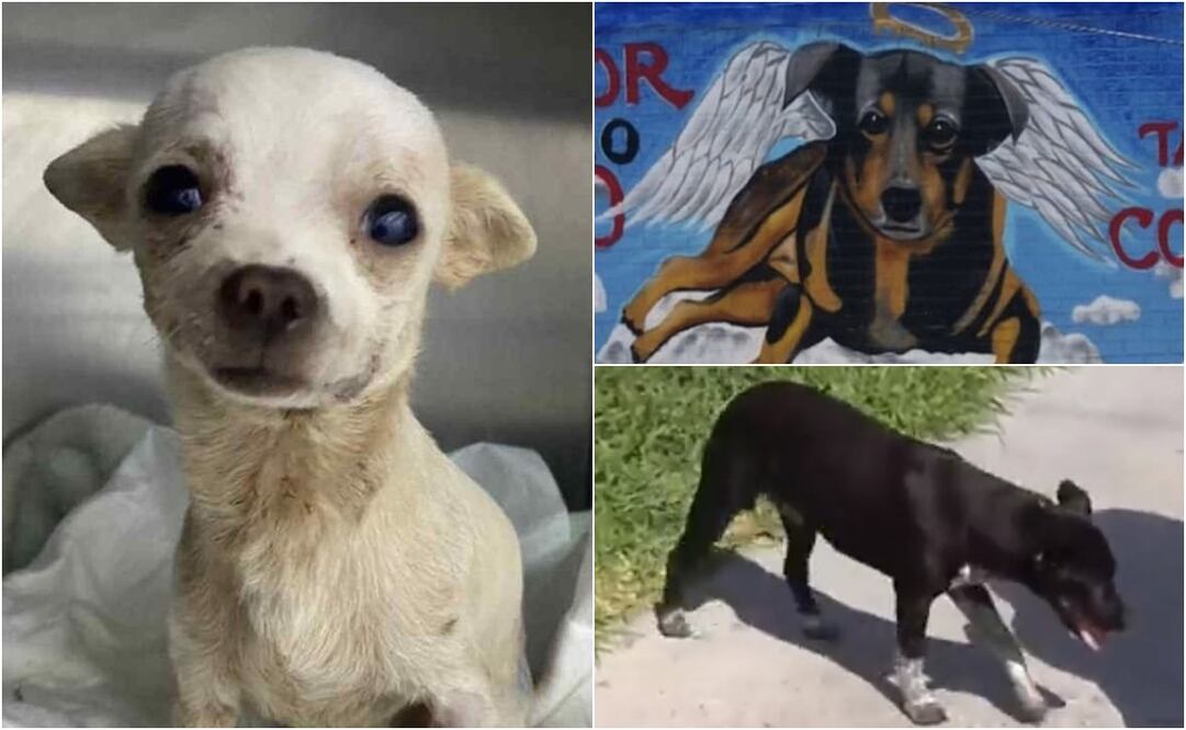 Scooby, Pincky y Niño murieron por actor crueles de humanos sin respeto a la vida. Foto: EL UNIVERSAL - captura de pantalla