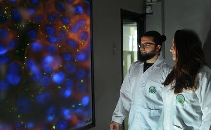 Identifican una nueva bacteria en la garrapata de un murciélago