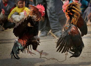 Omar Fayad veta las peleas de gallos como patrimonio cultural de Hidalgo