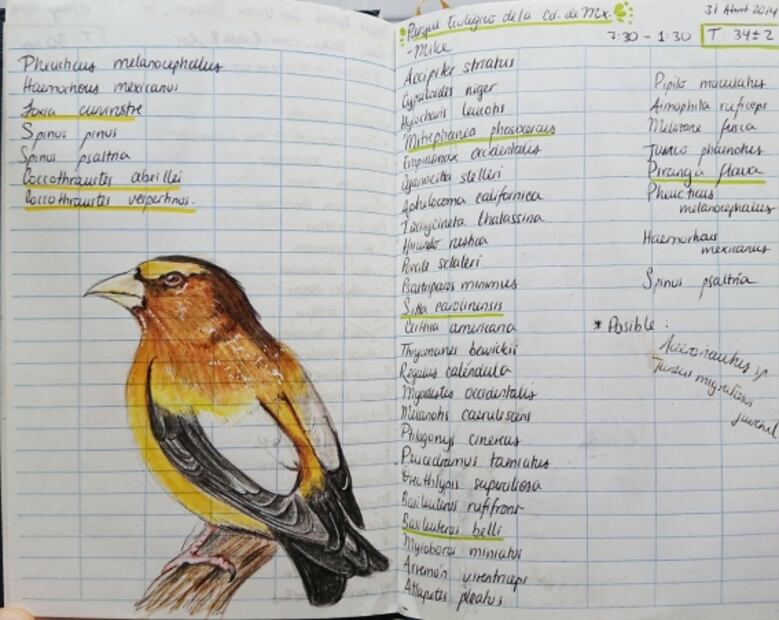 Pajarear, la actividad de antaño para proteger a las aves