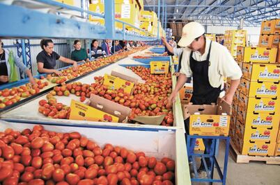 Productores de jitomate ven riesgo en envíos hacia EU