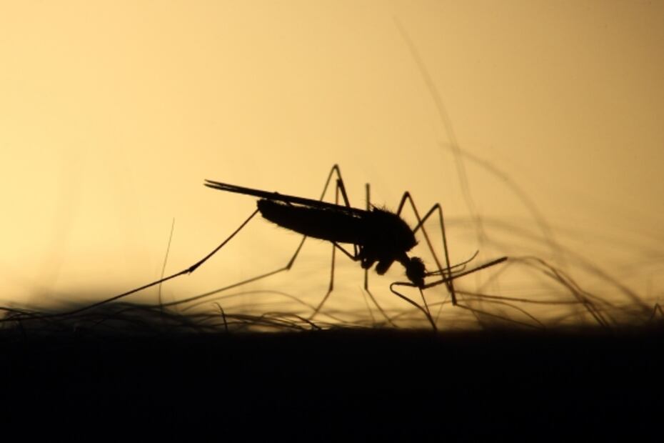 El plan de Google para acabar con los mosquitos empieza a tener éxito 