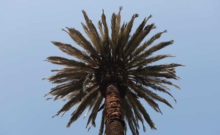 Palma tipo canaria aventaja en consulta para ocupar espacio en Reforma