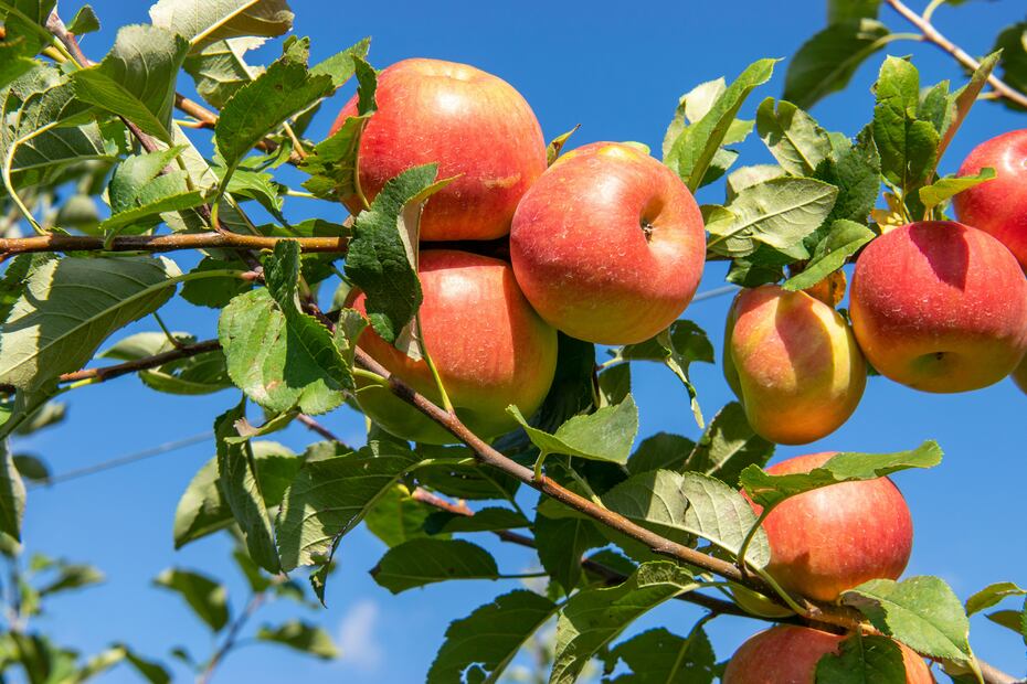 El etileno, gas natural que liberan algunas frutas, es clave en su proceso de maduración. Foto: Unsplash