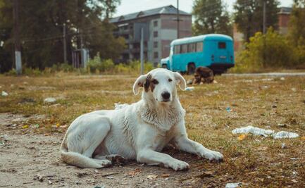 Chernobyl y sus perros; el desafiante hallazgo que los científicos no esperaban encontrar