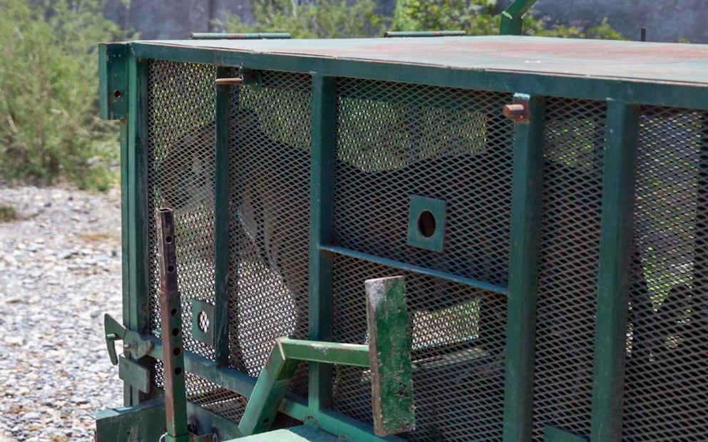 Capturan a tigre de 11 meses de edad que había escapado, en el municipio de Salinas Victoria, Nuevo León, el 25 de junio de 2025. Foto: especial