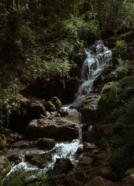 Agua Morada, las cabañas suspendidas en los árboles que debes conocer en Hidalgo