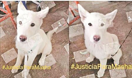 “Además de comerse a mis pollos, Masha atacó a mi hija”