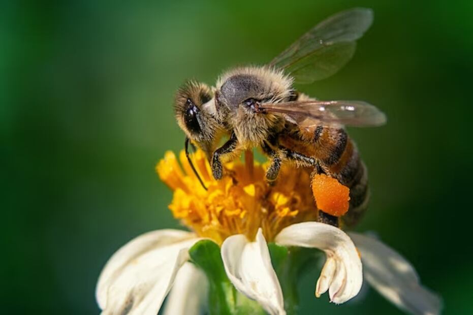 Abejas. Fuente: Freepik