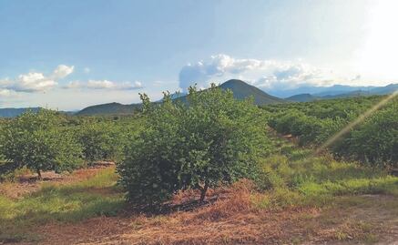 Denuncian limoneros incremento en “impuesto criminal”