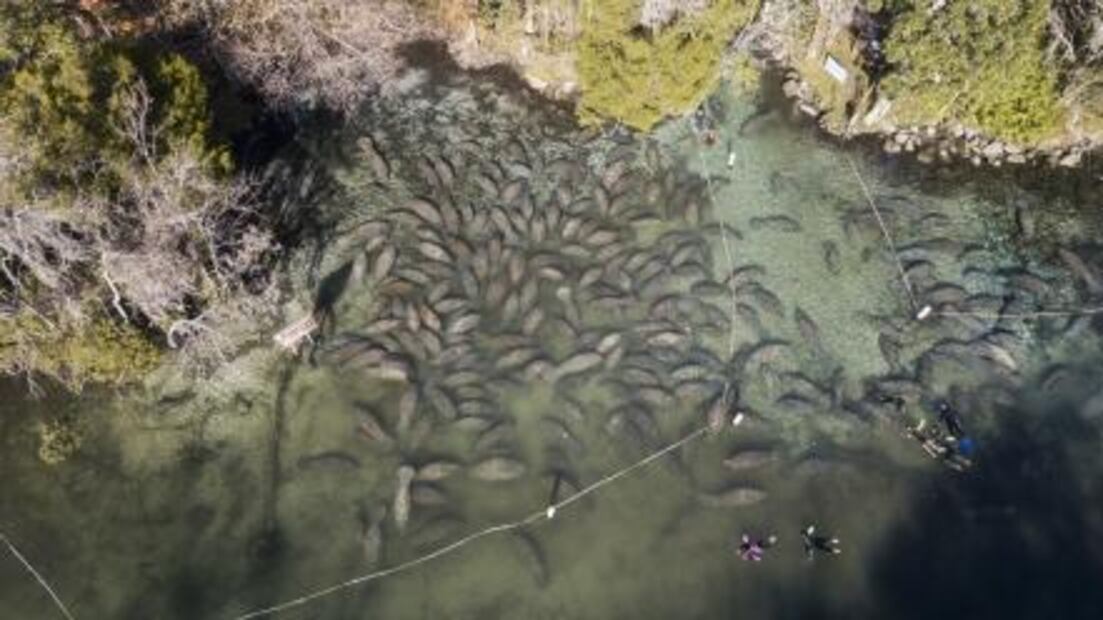 Tortugas aturdidas y manatíes que buscan refugio por ola de frío en Florida