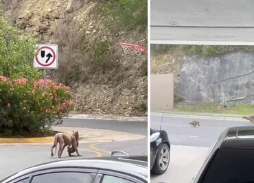 Video: Captan a Puma en calles de Monterrey; graban ataque contra gato y se viraliza