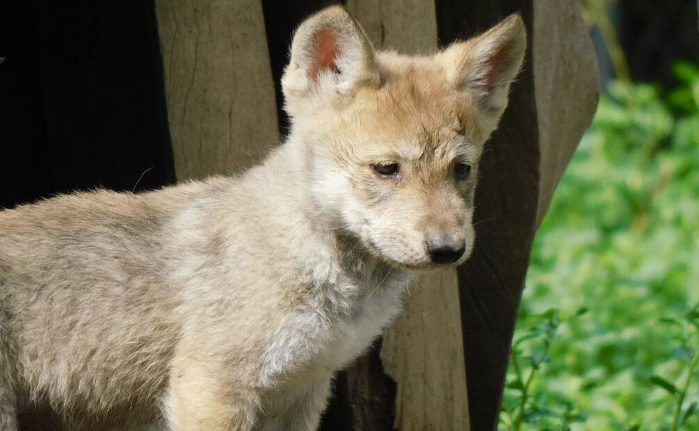 Nacen cuatro crías de lobo mexicano en San Juan de Aragón; símbolo del éxito en la recuperación de la especie. Foto: Especial